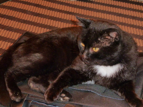 chatnoir