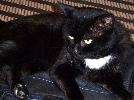 chatnoir