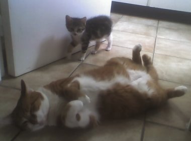 Chat qui dort