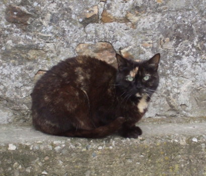 ambre