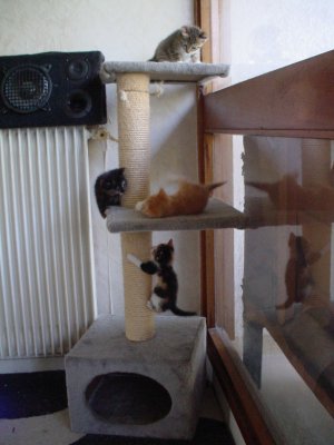 arbre a chatons