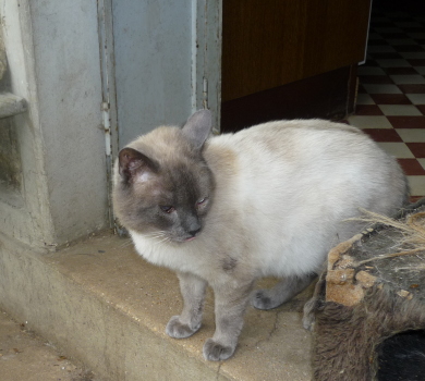 azzaro
