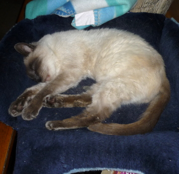 sissi