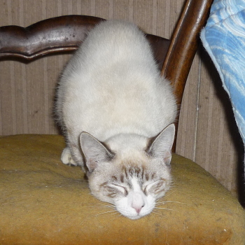 bijou