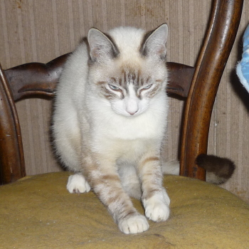 bijou