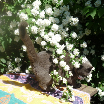 bodhi