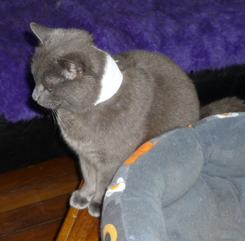 bodhi