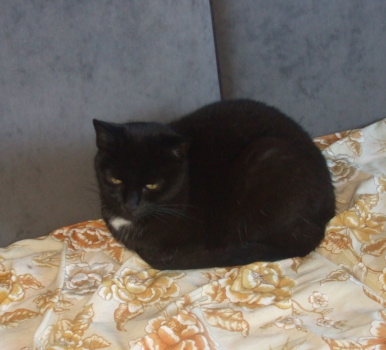 cachou