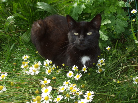 cachou