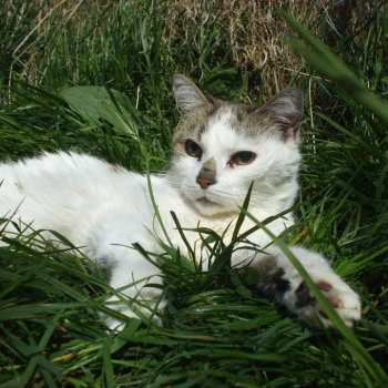 caline