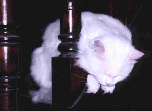 Le chat camember