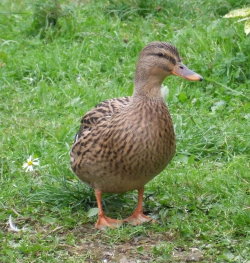 canard