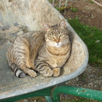 caouette