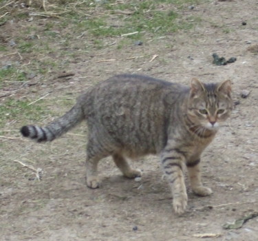 caouette