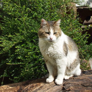 capitaine