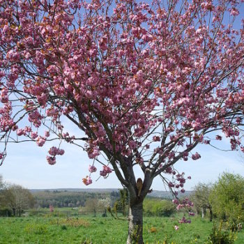cerisier