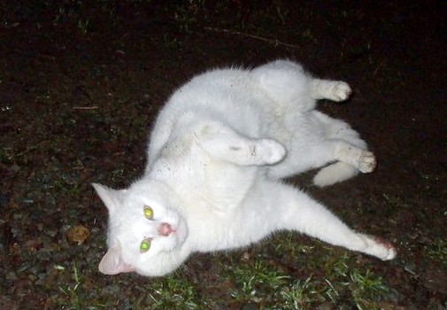 chatblanc