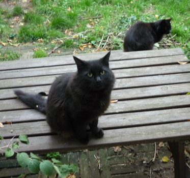chatnoir