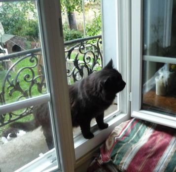 chatnoir