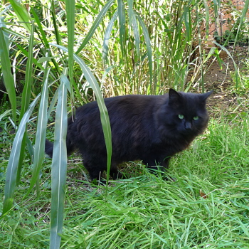 chatnoir