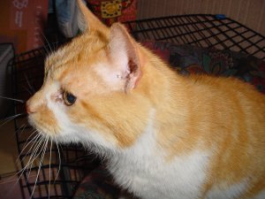 chat roux1