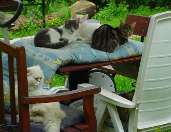 chats
