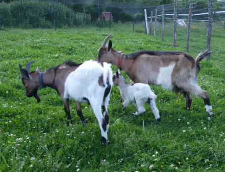 chevre
