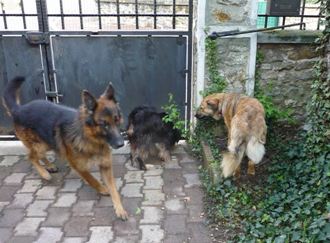 chien