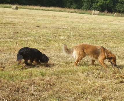 chiens
