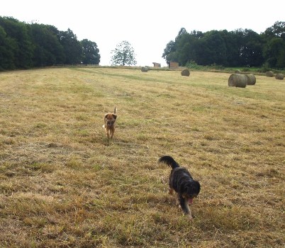 chiens