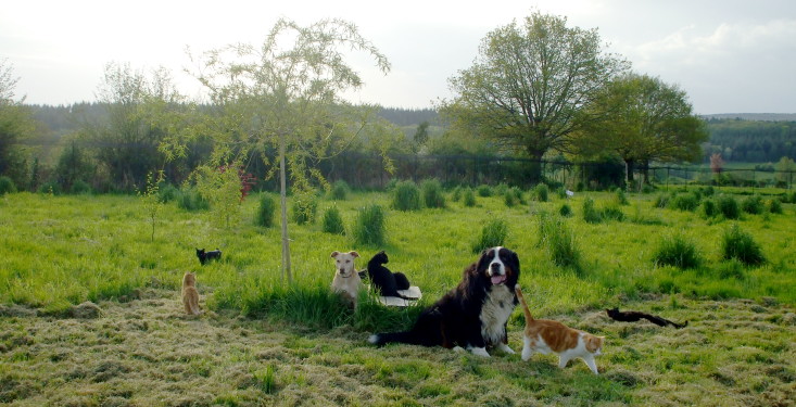 chienchat