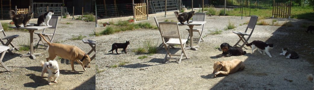 chienschats