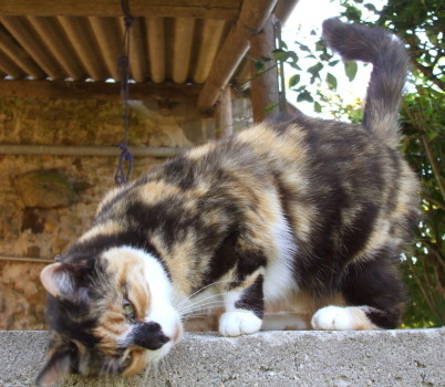 choupie