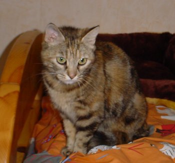 Clochette