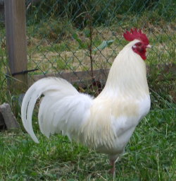 coq