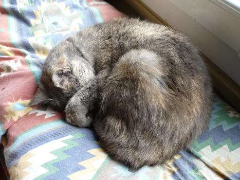 cosette