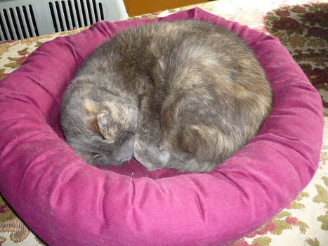 cosette