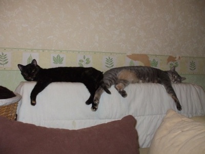 Deux flans