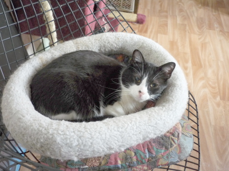 domino