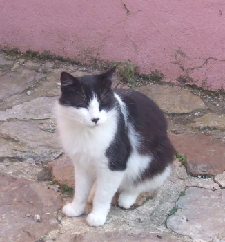 felix