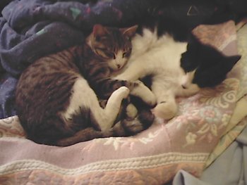 Tygris et Flix