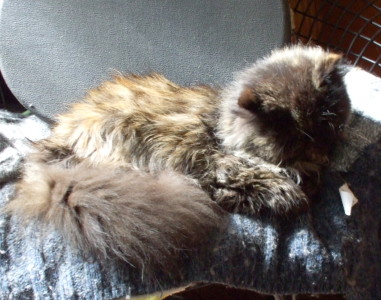 fifille