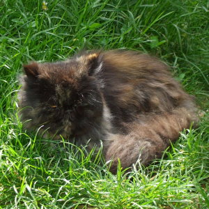 fifille