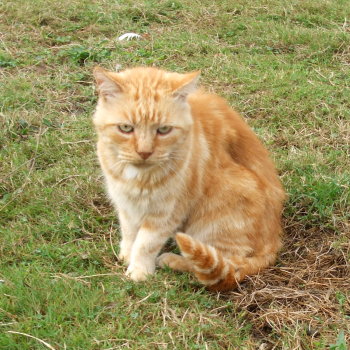 gavroche