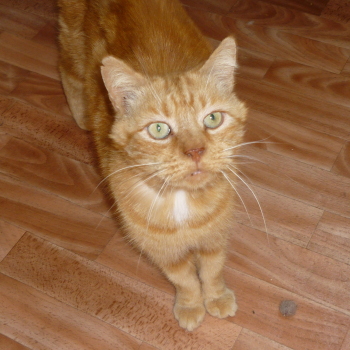 gavroche