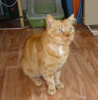 gavroche