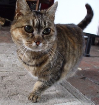 gigi