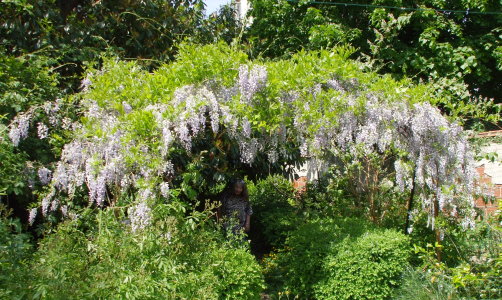 Glycine