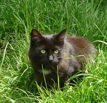 jade