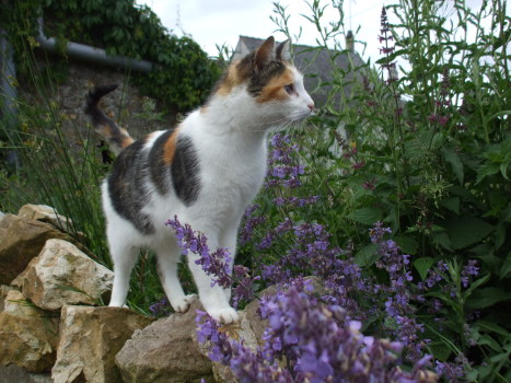 julie
